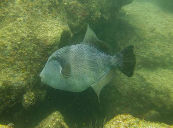 Muitos peixes em El Cantil, ponto de mergulho no Cabo Pulmo, no sul da Baja California, Mar de Cortez, no México